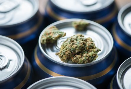 Cannabis et alcool: des effets variables selon l’ordre de consommation