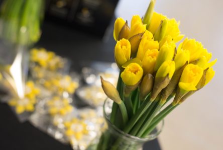 Quatre jours de ventes de jonquilles