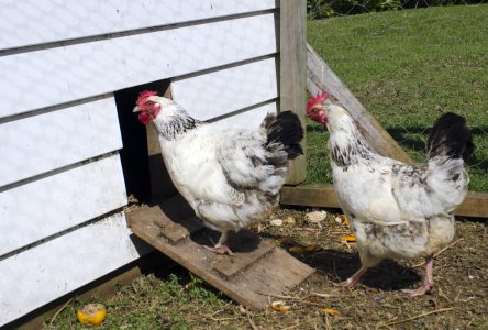 La population consultée sur les poules urbaines