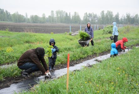 La Ville recherche des bénévoles pour la plantation de 6000 arbres