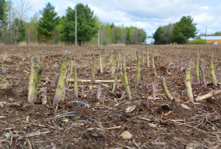 La culture de l’asperge réclame de la patience