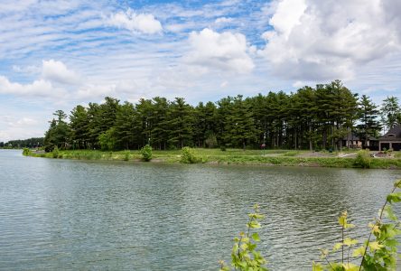 Avis de réserve pour conserver une partie de la pinède de l’île Sainte-Thérèse