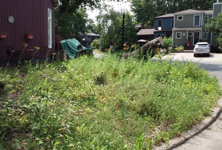 Potagers et végétation naturelle en façade: le conseil municipal ouvert à revoir la réglementation sur l’entretien des terrains