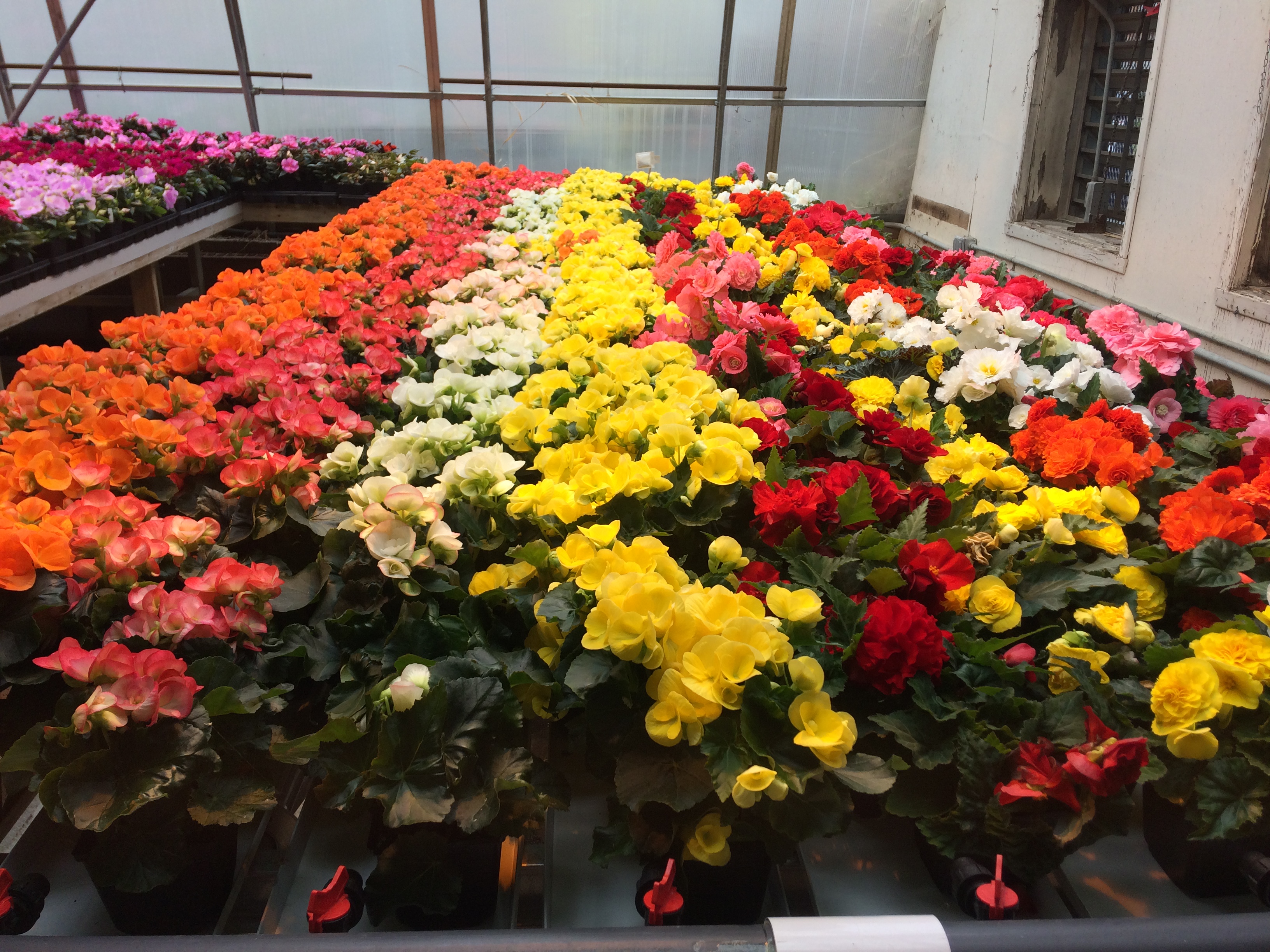 Vente de fleurs au Cégep jusqu'à vendredi midi - Le Canada Français