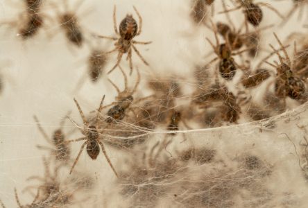Extermination des araignées : la procédure complète