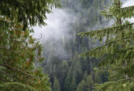 Un sondage indique que les Canadiens souhaitent des forêts protégées