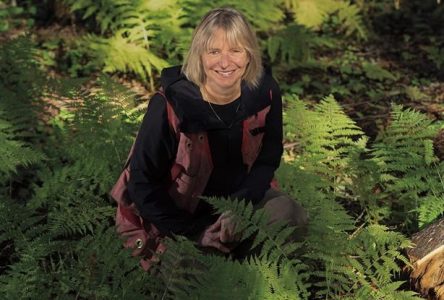 Les forêts ont un rôle à jouer dans la lutte aux changements climatiques