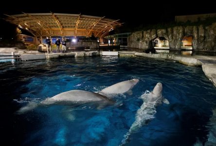 Le gouvernement américain examine la mort de baleines de Marineland dans un aquarium