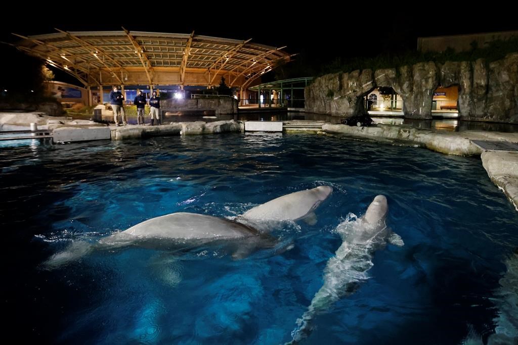 Le gouvernement américain examine la mort de baleines de Marineland dans un aquarium