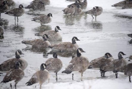 Le ministère de la Faune signale trois premiers cas de grippe aviaire au Québec