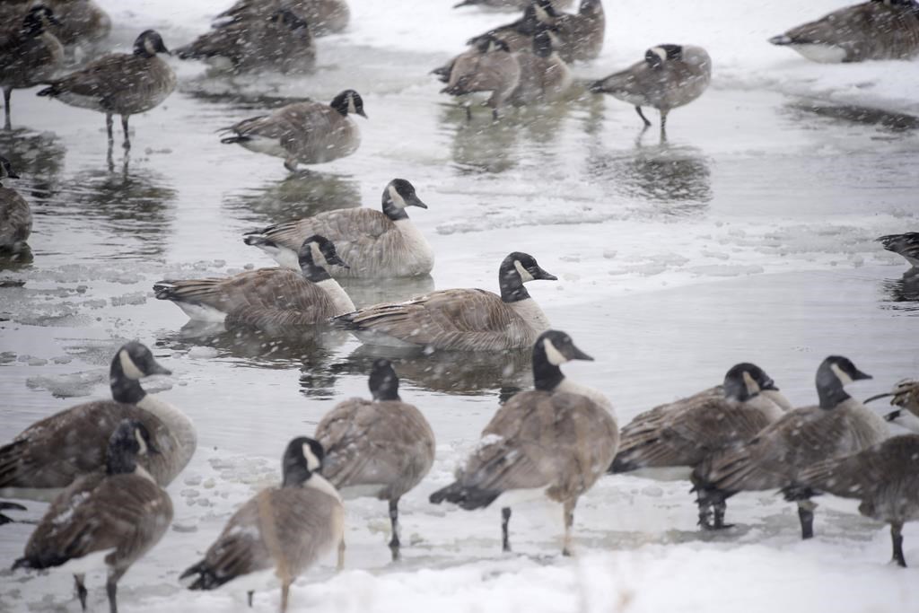 Le ministère de la Faune signale trois premiers cas de grippe aviaire au Québec