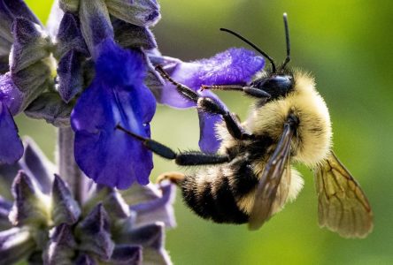 Les apiculteurs craignent une plus grande mortalité des abeilles cette année