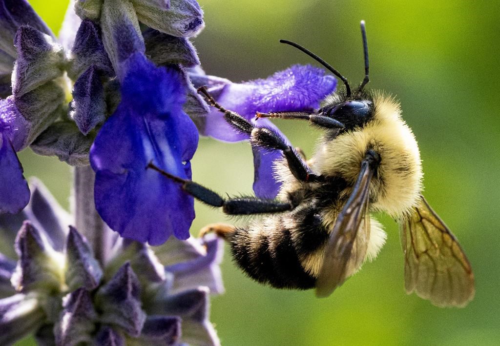 Les apiculteurs craignent une plus grande mortalité des abeilles cette année