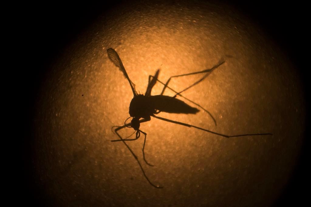 VNO, Zika, dengue et fièvre jaune sont dans la mire d’un chercheur montréalais