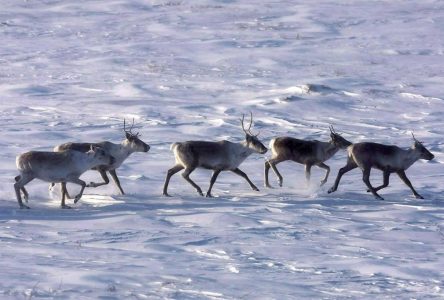 Protection du caribou: François Legault invite Ottawa à ne pas s’en mêler