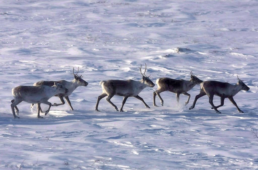 Protection du caribou: François Legault invite Ottawa à ne pas s’en mêler