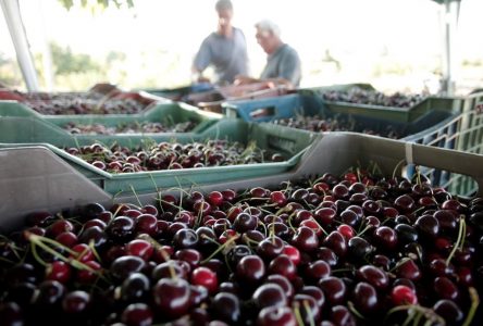 Le froid inquiète les producteurs de cerises de la Colombie-Britannique