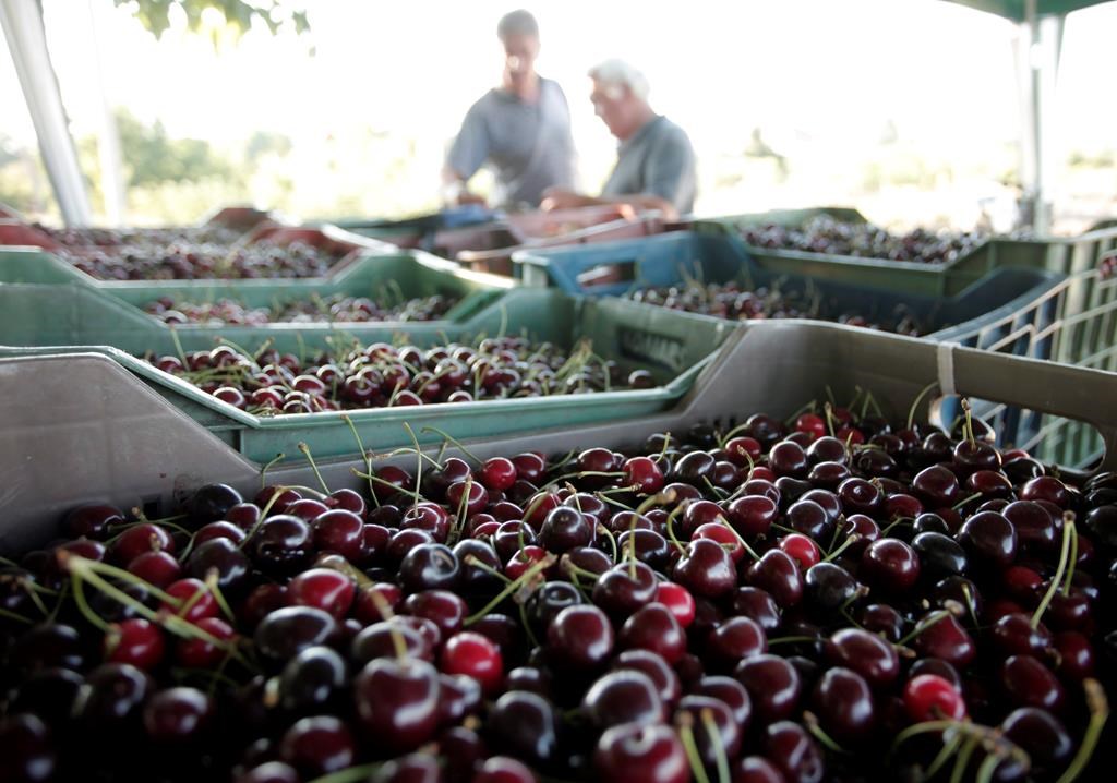 Le froid inquiète les producteurs de cerises de la Colombie-Britannique