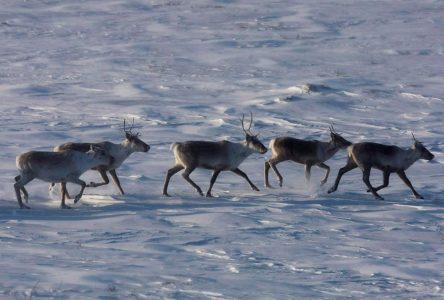 L’enclos à caribous de la Gaspésie n’a pu être complété à temps