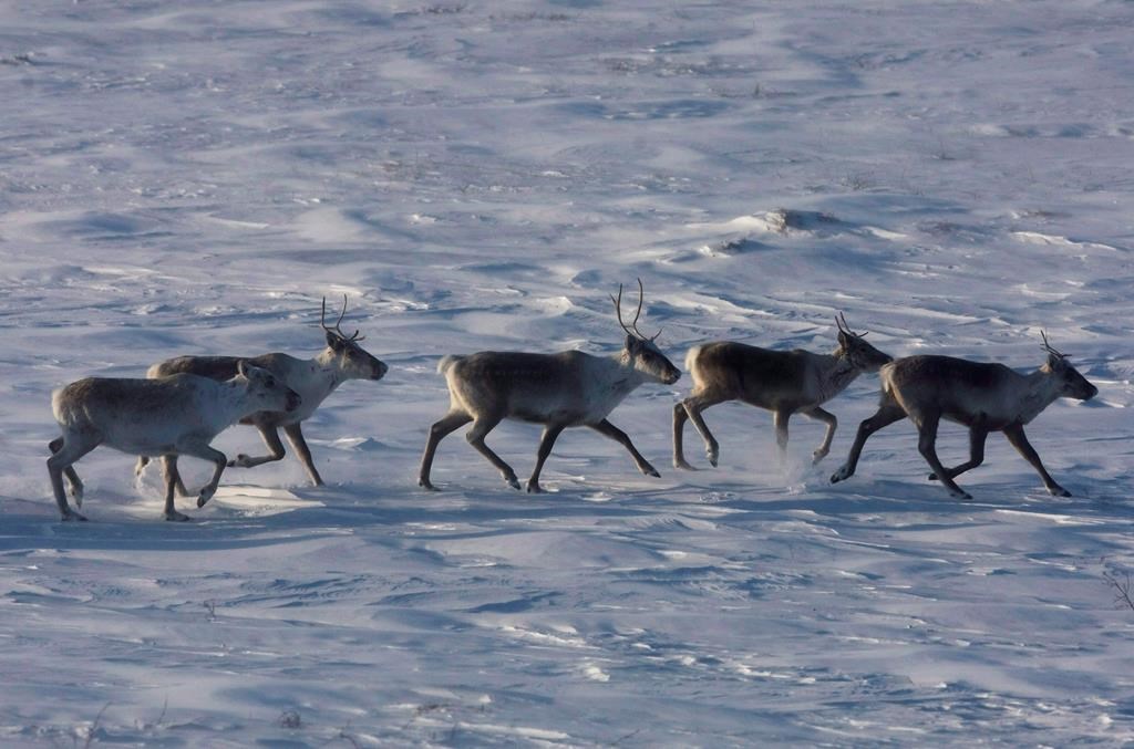 L’enclos à caribous de la Gaspésie n’a pu être complété à temps