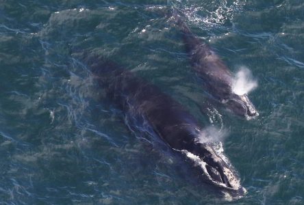 La technologie joue un rôle dans la protection des baleines de l’Atlantique Nord