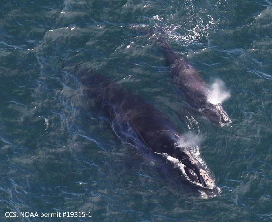 La technologie joue un rôle dans la protection des baleines de l’Atlantique Nord