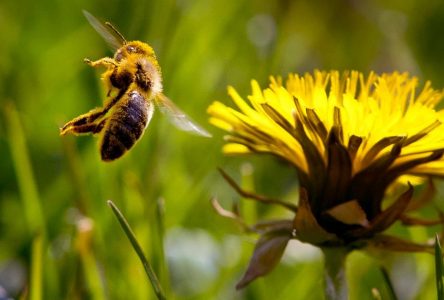 Protection des insectes pollinisateurs: invitation à ne pas tondre le gazon