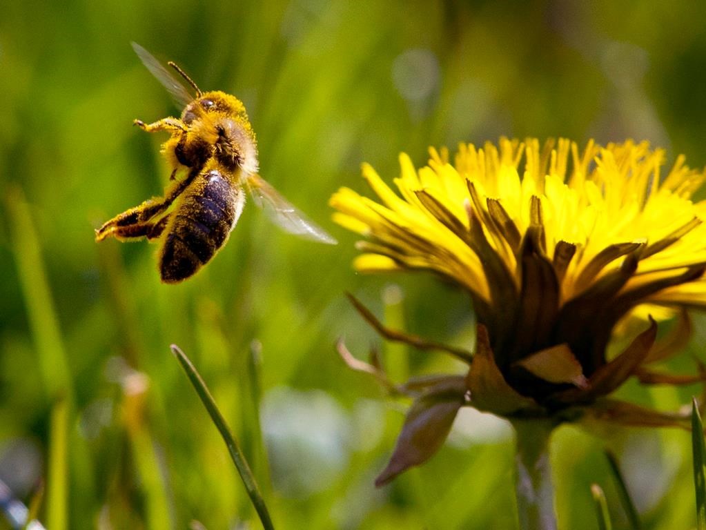 Protection des insectes pollinisateurs: invitation à ne pas tondre le gazon