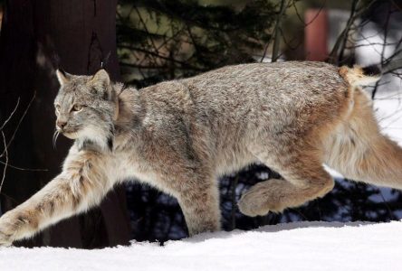 L’habitat du lynx du Canada sera mieux protégé dans l’ouest des États-Unis