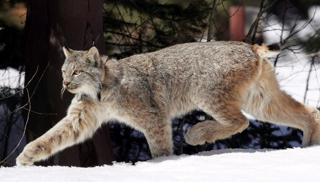 L’habitat du lynx du Canada sera mieux protégé dans l’ouest des États-Unis