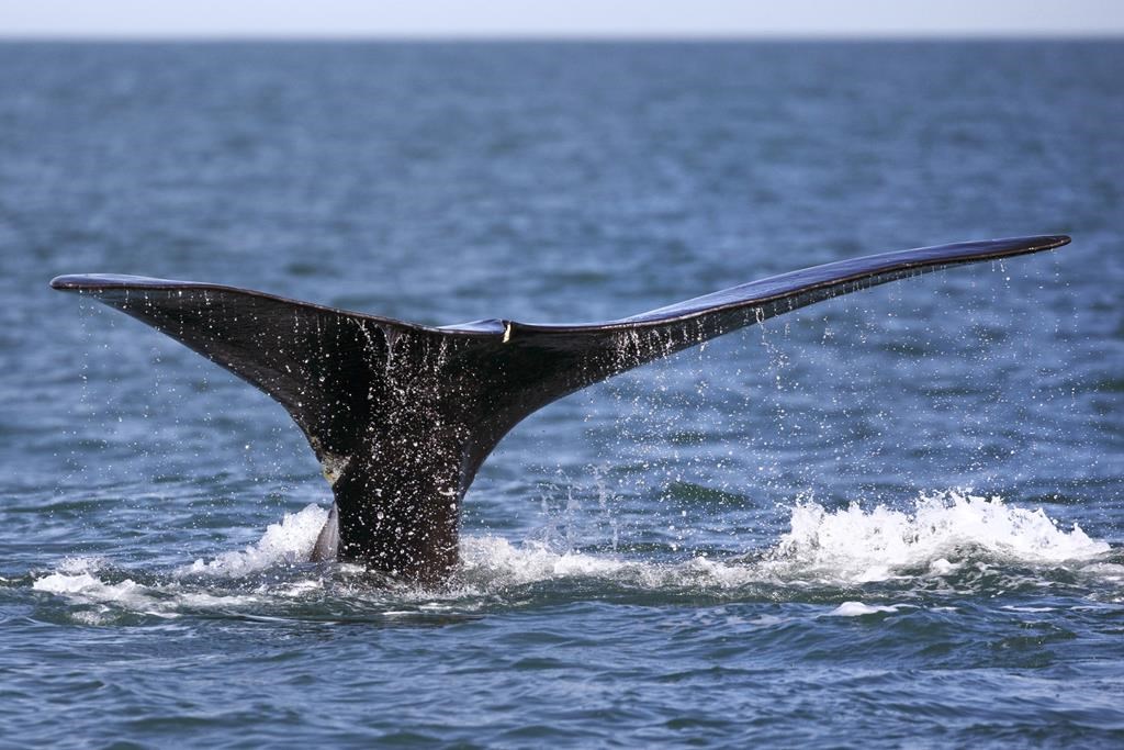 Une baleine noire repérée pour la première fois de l’année en eaux canadiennes