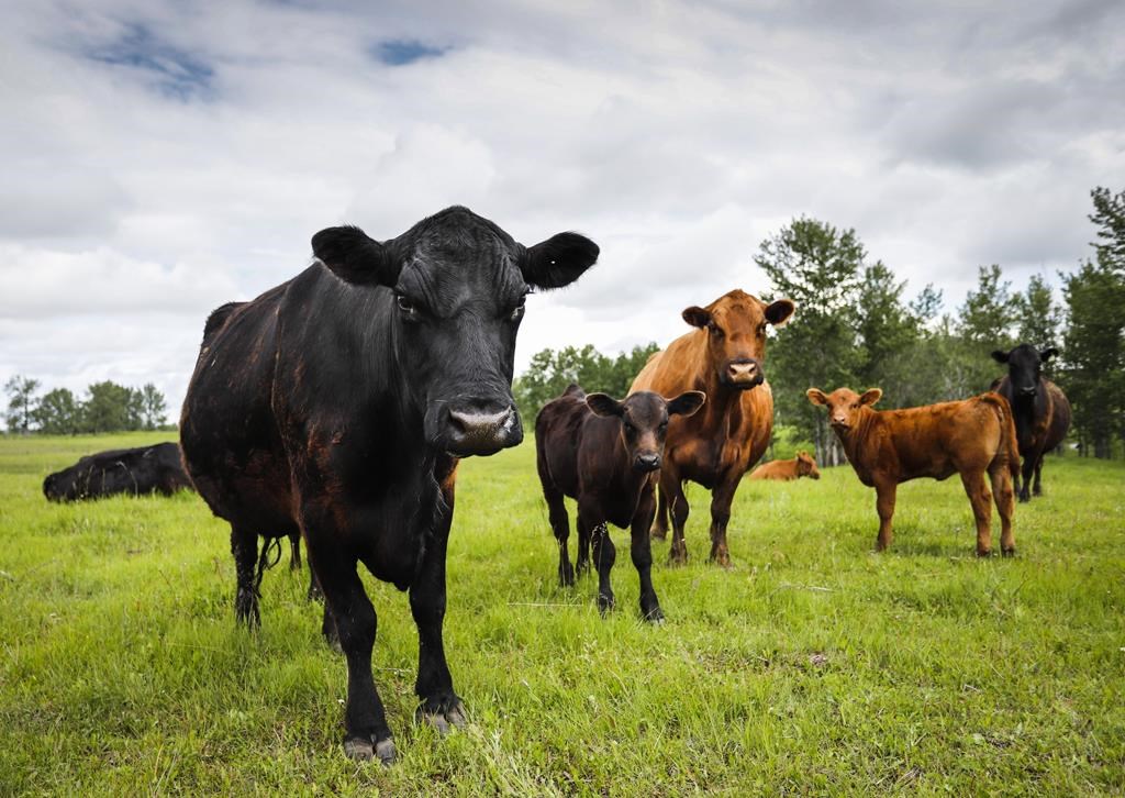 Climat: manger 20 pour cent moins de steak peut avoir un effet bœuf