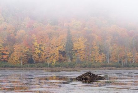 Changements climatiques: le Québec doit se préparer dès maintenant à gérer l’eau