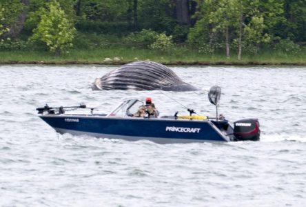 Un petit rorqual aperçu dans la région de Montréal, sa survie est menacée