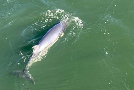 Les deux petits rorquals se trouvent toujours près de l’île Sainte-Hélène