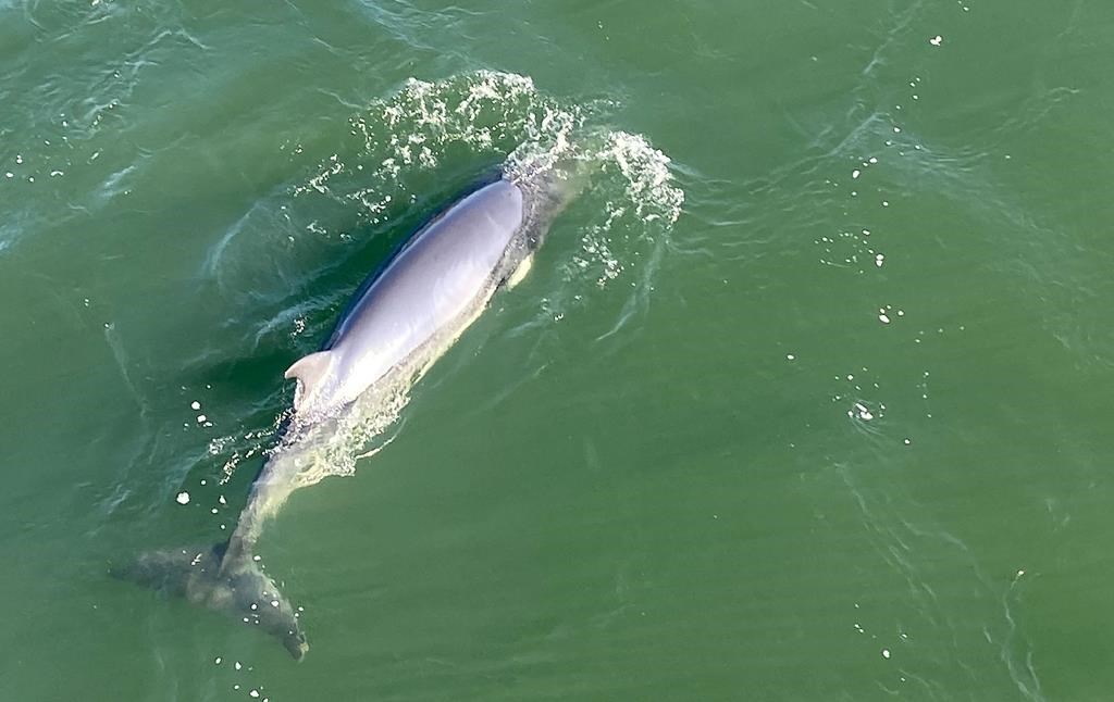 Les deux petits rorquals se trouvent toujours près de l’île Sainte-Hélène