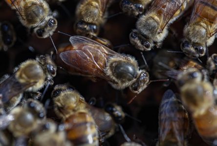 Les apiculteurs réclament une aide d’urgence pour compenser la mortalité des abeilles