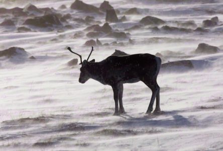 Caribou: les Innus de Pessamit préparent une mise en demeure contre le gouvernement