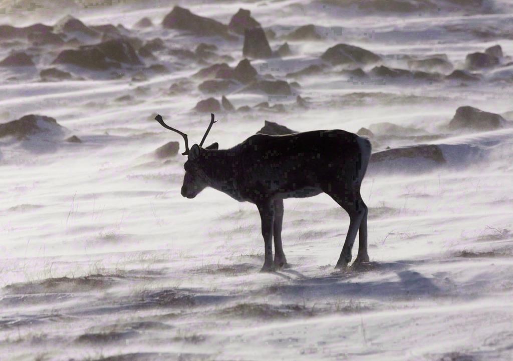 Caribou: les Innus de Pessamit préparent une mise en demeure contre le gouvernement