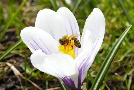 Le BQ réclame une aide fédérale aux apiculteurs confrontés au déclin des abeilles