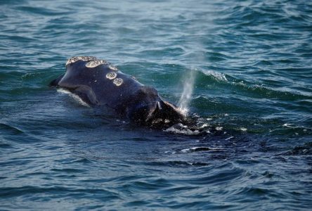 Une baleine coincée dans de l’équipement aperçue à l’est de Gaspé