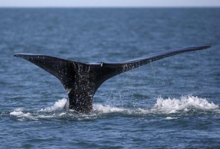 Une baleine noire vue au large de Gaspé, empêtrée dans des engins de pêche, a disparu