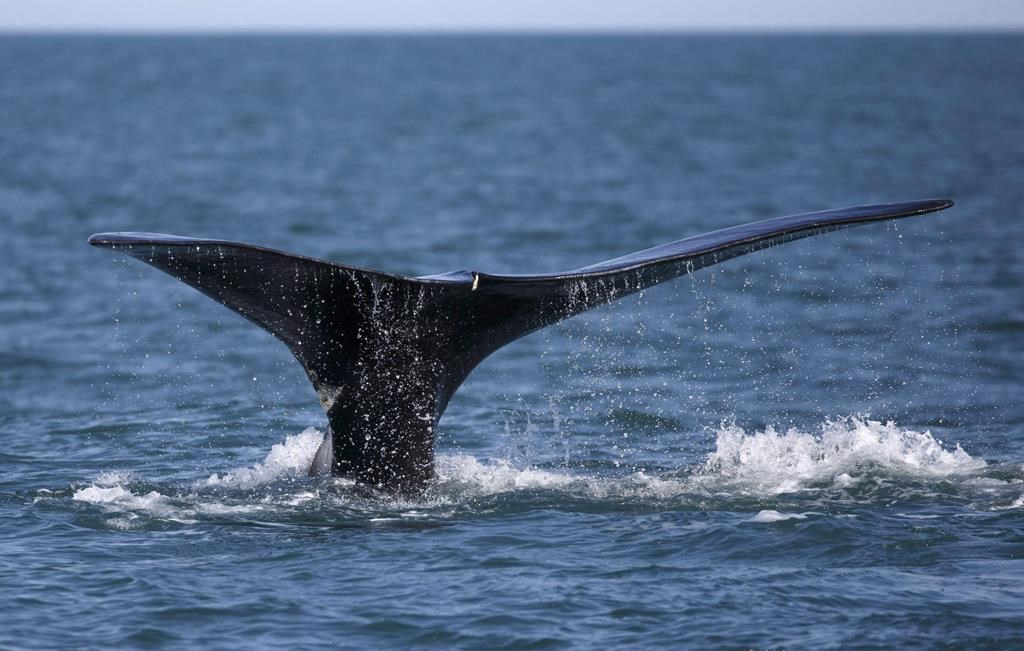 Une baleine noire vue au large de Gaspé, empêtrée dans des engins de pêche, a disparu