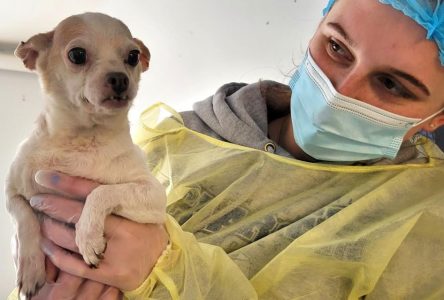 B.-C.: la SPCA saisit 123 chats et chiens dans une caravane insalubre