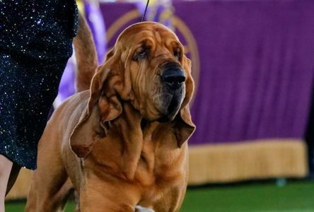 Un chien de Saint-Hubert remporte les grands honneurs du concours de Westminster