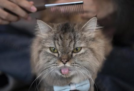 Les gens atteints de la COVID peuvent contaminer leurs animaux domestiques