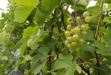 Ottawa crée un programme d’aide de 166 millions $ pour les vignobles