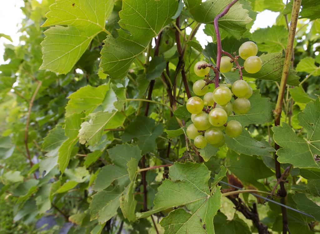 Ottawa crée un programme d’aide de 166 millions $ pour les vignobles