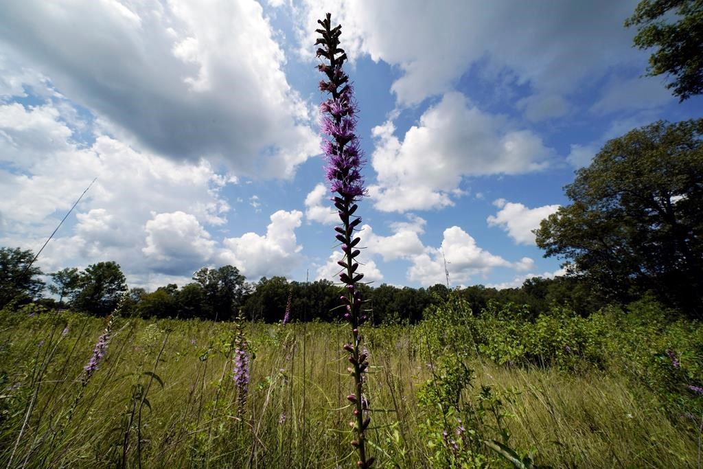 Captation de carbone: la nature fait parfois bien les choses