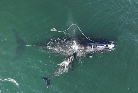 Maine: un tribunal fédéral protège les baleines noires de l’Atlantique